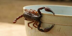 Fumigación de alacranes - Alacran en un maceta del jardín