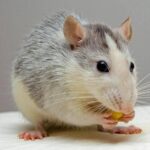 Rata noruega