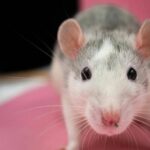 Rata de tejado o Rattus Rattus