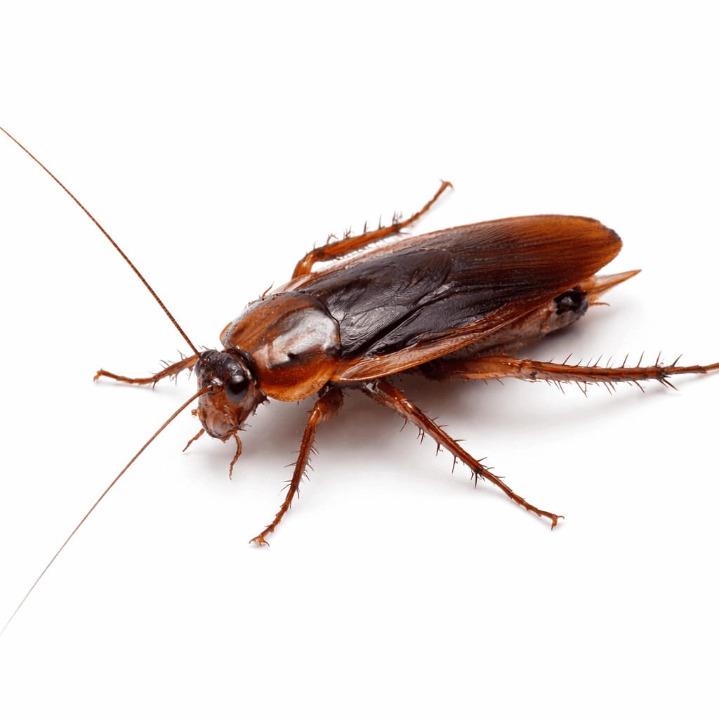 Cucaracha